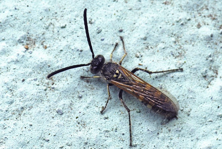 maschio (marino) di Colpa sexmaculata (Scoliidae).